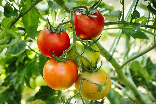 Agriculture Horticulture